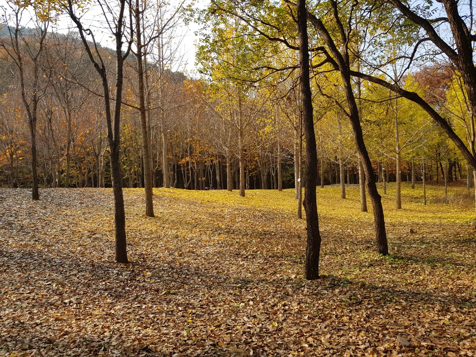 20181106수목원사진(서교록,하도윤)